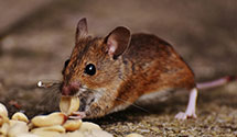 24 Hour & Emergency Exterminators in Yellow Springs, OH